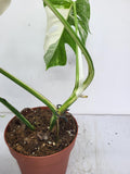 Monstera Variegata Adult