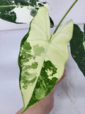 Alocasia Frydek Variegata