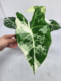 Alocasia Frydek Variegata