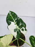 Alocasia Frydek Variegata