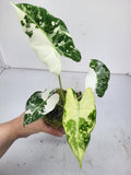 Alocasia Frydek Variegata