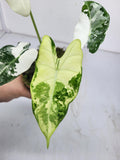 Alocasia Frydek Variegata