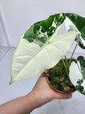 Alocasia Frydek Variegata