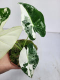 Alocasia Frydek Variegata