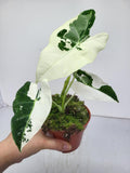 Alocasia Frydek Variegata