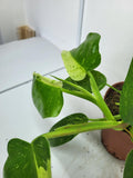 Philodendron Jose Buono