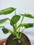 Philodendron Jose Buono