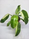 Philodendron Jose Buono