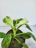 Philodendron Jose Buono