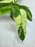 Philodendron Jose Buono