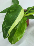 Philodendron Jose Buono