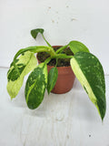 Philodendron Jose Buono