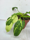 Philodendron Jose Buono