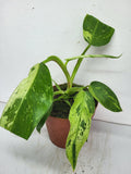 Philodendron Jose Buono