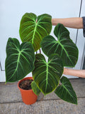 Philodendron El Choco Red groß