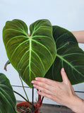 Philodendron El Choco Red groß