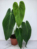 Anthurium Warocqueanum x Waterburyanum