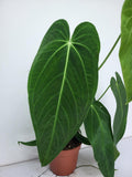 Anthurium Warocqueanum x Waterburyanum