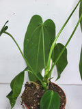 Anthurium Warocqueanum x Waterburyanum