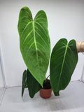 Anthurium Warocqueanum x Waterburyanum