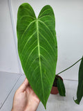 Anthurium Warocqueanum x Waterburyanum