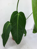 Anthurium Warocqueanum x Waterburyanum