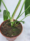 Anthurium Warocqueanum x Waterburyanum