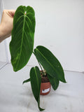 Anthurium Warocqueanum x Waterburyanum