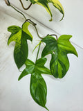 Philodendron Florida Beauty