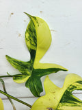 Philodendron Florida Beauty