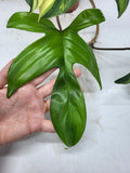 Philodendron Florida Beauty