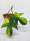 Philodendron Florida Beauty