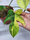 Philodendron Florida Beauty