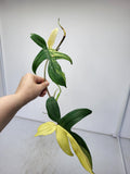 Philodendron Florida Beauty Steckling