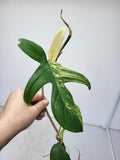 Philodendron Florida Beauty Steckling