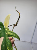 Philodendron Florida Beauty Steckling