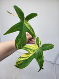 Philodendron Florida Beauty Steckling