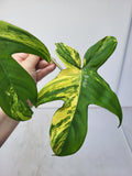 Philodendron Florida Beauty Steckling