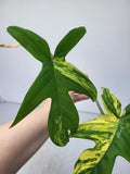 Philodendron Florida Beauty Steckling