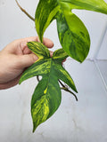 Philodendron Florida Beauty Steckling