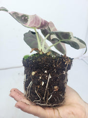 Alocasia Black Velvet Pink Variegata (Rhizom / Bulbe)