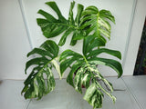 Monstera Variegata Adult