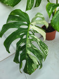 Monstera Variegata Adult