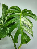 Monstera Variegata Adult