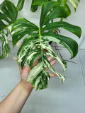 Monstera Variegata Adult