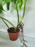 Monstera Variegata Adult