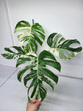 Monstera Variegata Adult