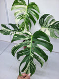 Monstera Variegata Adult