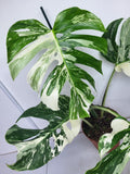 Monstera Variegata Adult