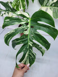 Monstera Variegata Adult